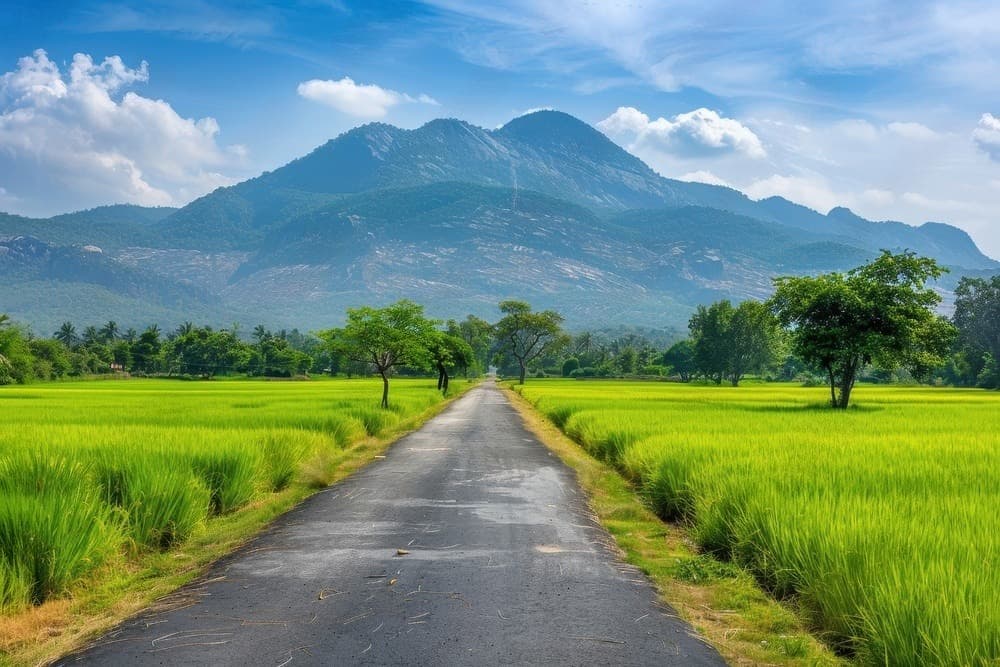 Organic farmland in Tamil Nadu, India